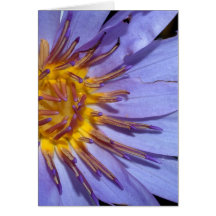 lotusblommablomma hälsningskort