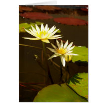 lotusblommablomma kort