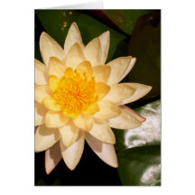 lotusblommablomma kort