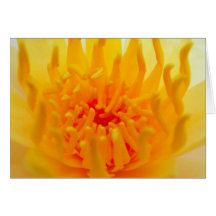 lotusblommablomma kort