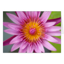 lotusblommablomma kort