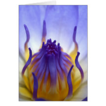 lotusblommablomma kort