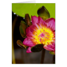 lotusblommablomma kort