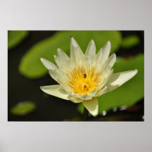 Lotusblommablomma (näckrosen) affischer