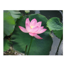Lotusblommablomma Vykort