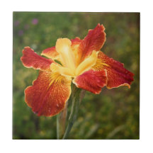 Louisiana Iris "Cajun soluppgång ", Kakelplatta Av Kerami