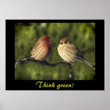 Lovebirdstänkagrönt Affischer