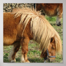 Lurvig Shetland ponnyaffisch