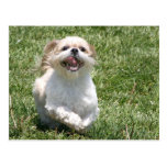 Lyckliga rinnande Shih Tzu Vykort