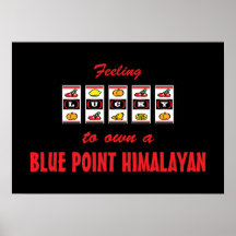 Lyckligt att äga en blått peka den Himalayan rolig Posters
