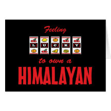 Lyckligt att äga en Himalayan rolig kattdesign Hälsningskort