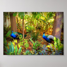 Lyrebirds Print