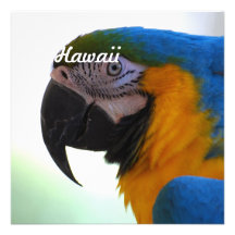 Macaw Anpassade Tillkännagivande