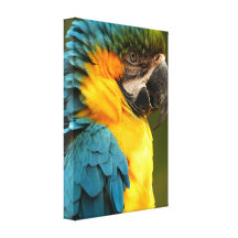 macaw, gult och guld kanvasdukar med gallerikvalitet