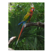 Macaw i den Mexico vykortet