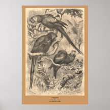 Macawen Posters
