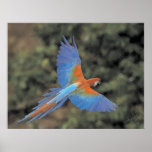 Macawflyg Affisch