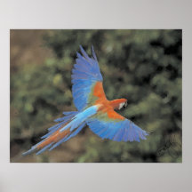 Macawflyg Affisch