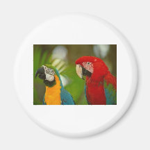macaws kylskåpsnagnet