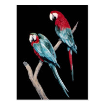 MACAWS VYKORT