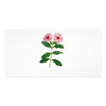 Madagascar_Flower. Foto Kort