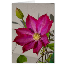 Magentafärgad Clematis Kort