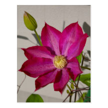 Magentafärgad Clematis Vykort