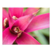 Magentafärgad flammande svärdBromeliad växt Foto