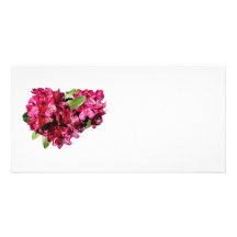 Magentafärgade Azaleas Fotokort Mall