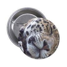 Magnet för Leopardbildrunda Knapp