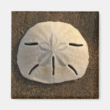 Magnet för Sanddollar (färg) Kylskåpsnagnet