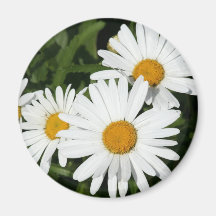 Magnet för Shasta daisy Kylskåpmagneter