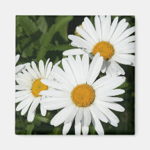 Magnet för Shasta daisy Kylskåps Magneter