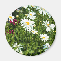 Magnet för Shasta daisy Kylskåpsnagnet