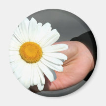 Magnet för Shasta daisy Magnet För Kylskåp
