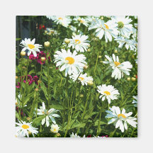 Magnet för Shasta daisy Magneter