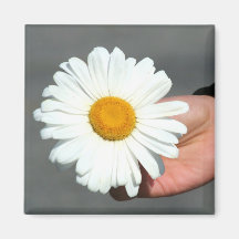 Magnet för Shasta daisy Magneter