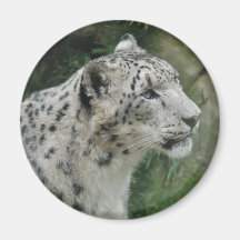 Magnet för snöLeopard Magneter