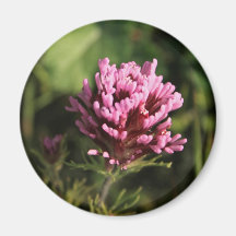 Magnet - vildblomma magneter