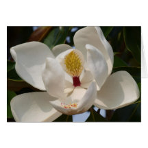 Magnolia 72 hälsnings kort