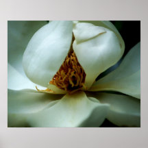 Magnolia Affischer