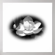 Magnolia Print