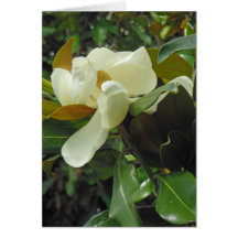 Magnolia Blossom Card