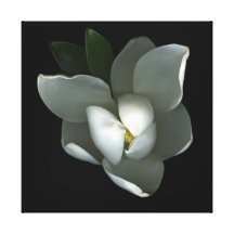MAGNOLIA STRÄCKTA CANVAS TRYCK