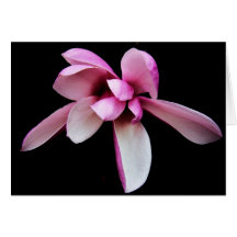 "magnolia" vid Larry Coressel Kort