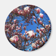Magnolias Magneter