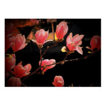 Magnolias profilerar kortet visitkort mallar