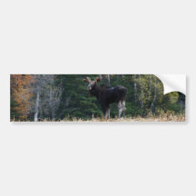 Maine älgårsgammal djurunge bildekal