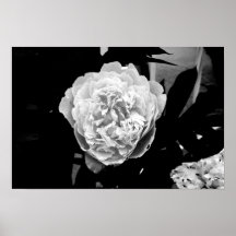 Maine blomma posters
