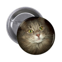 Maine Coon Knapp